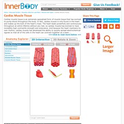 Interactive Anatomy Guide