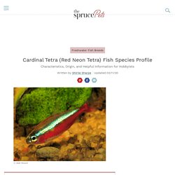 Cardinal Tetra (Red Neon Tetra) Fish Species Profile