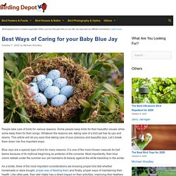How to Care for a Baby Blue Jay - Birding Deport
