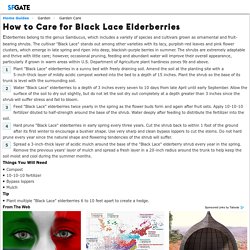 How to Care for Black Lace Elderberries
