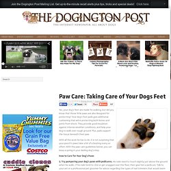 Paw Care: Taking Care of Your Dogs Feet