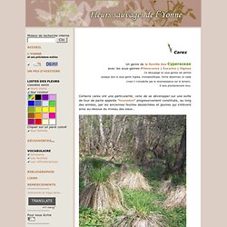 Carex - Fleurs sauvages de l'Yonne