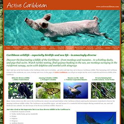 Caribbean wildlife, Central America wildlife, Caribbean sea life, fauna, marine life - Active Caribbean