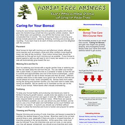 Caring for Bonsai - Tips for Beginners