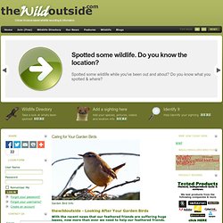 Looking After Your Garden Birds - thewildoutside.com