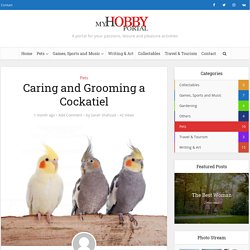 Caring and Grooming a Cockatiel - My Hobby Portal