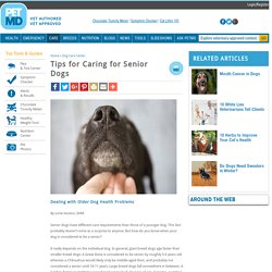 Tips for Caring for Senior Dogs