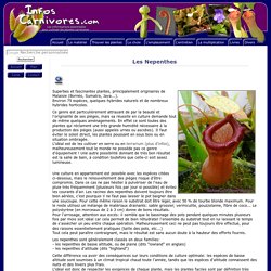 Plantes Carnivores: les Nepenthes (Nepenthe)