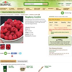 Caroline Raspberry Plants, How to Grow Fruit Plants at Burpee