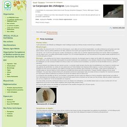 FREDON CORSE:Carpocapse des châtaignes Cydia triangulela