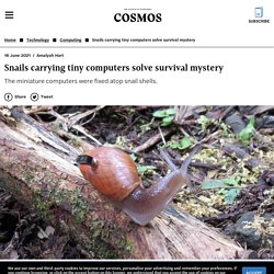 Snails carrying tiny computers solve survival mystery - Cosmos Magazine