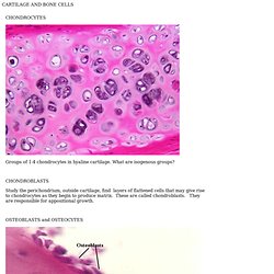 CARTILAGE AND BONE CELLS