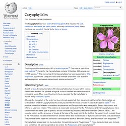 Caryophyllales