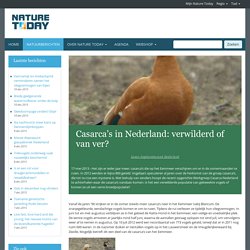 Casarca’s in Nederland: verwilderd of van ver?