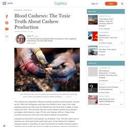 Blood Cashews: The Toxic Truth About Cashew Production