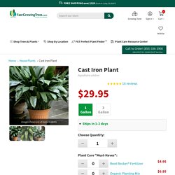 Cast Iron Plants for Sale – FastGrowingTrees.com