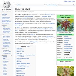 Castor oil plant