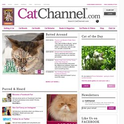 Cats, Cat Breeds, Cat Breeders & Cats for Sale