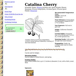 Catalina Cherry (Prunus ilicifolia ssp. lyonii)