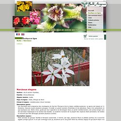 Catalogue de vente en ligne bulbes à fleurs pour les jardins méditerranéens