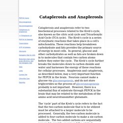 cataplerosis and anaplerosis