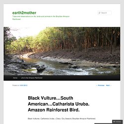 Black Vulture…South American…Catharista Uruba. Amazon Rainforest Bird.