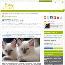 Catroulette, le site d'adoption avec plein de chats dedans