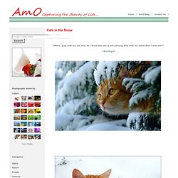 Cats in the Snow - AmO Images: Capturing the Beauty of Life - AmO Images: Capturing the Beauty of Life