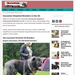 Caucasian Shepherd Breeders in the US