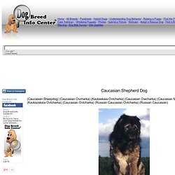 Caucasian Shepherd Dog, Caucasian Ovcharka Information and Pictures