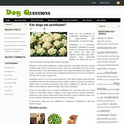 Dog training tips,Dog food reviews,Dog health-Dog Questions
