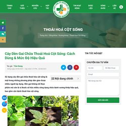 Cây Dền Gai Chữa Thoái Hoá Cột Sống: Cách Dùng & Mức Độ Hiệu Quả