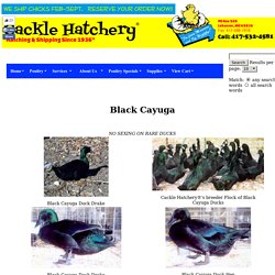Black Cayuga Ducks  Duck Breed Information Duck videos Duck photos and images