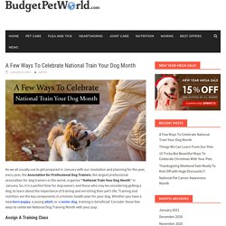A Few Ways To Celebrate National Train Your Dog Month – BudgetPetWorld