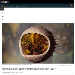 Why do our cell’s power plants have their own DNA?