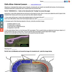 Cells Alive worksheet