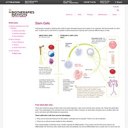 Stem Cells > Institut Des Biothérapies