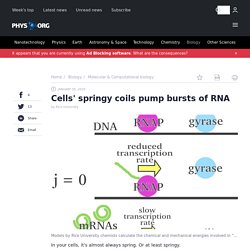 Cells' springy coils pump bursts of RNA