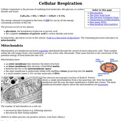 Cellular Respiration