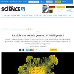 Le blob, une cellule géante et intelligente !