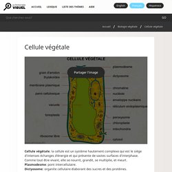 Cellule végétale