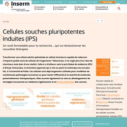 Cellules souches pluripotentes induites (IPS)