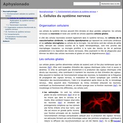 1. Cellules du système nerveux - Aphysionado