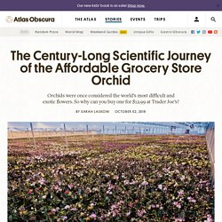 The Century-Long Scientific Journey of the Affordable Grocery Store Orchid