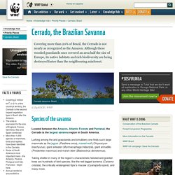 Cerrado, the Brazilian Savanna