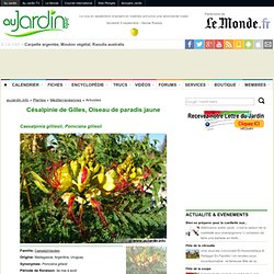 Césalpinie de Gilles, Oiseau de paradis jaune, Caesalpinia gilliesii