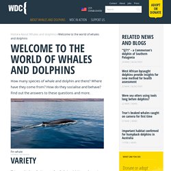 Cetacean Facts & Information