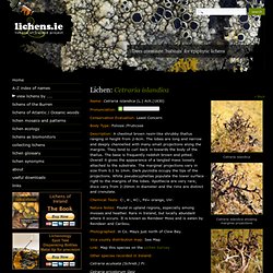 Cetraria islandica « Lichens of Ireland