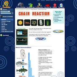 Chain Reaction - Build a Food Chain