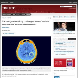 Cancer-genome study challenges mouse 'avatars' : Nature News & Comment